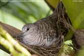 Scaled Dove, Pantanal, Mato Grosso, Brazil, December 2006 - click for larger image